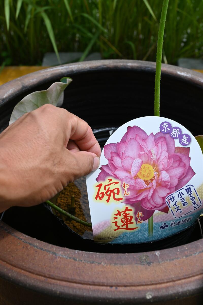 格安 Saleちゃわんばす 茶碗蓮 鉢とセットのハス 自宅でハスのお花を楽しむ 涼み植物 蓮と大きな水鉢とセットでお届け 園芸百貨店何でも揃うこぼんさい