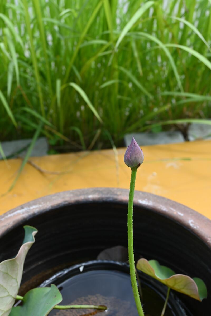 格安 Saleちゃわんばす 茶碗蓮 鉢とセットのハス 自宅でハスのお花を楽しむ 涼み植物 蓮 と大きな水鉢とセットでお届け 園芸百貨店何でも揃うこぼんさい