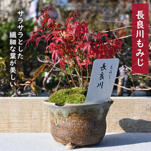 楽天市場】八房 もみじの通販 楽天市場】八房 もみじの通販
