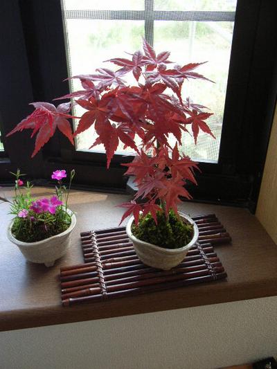 ミニ盆栽紅葉盆栽　出猩々もみじ【ミニ盆栽】【もみじ】【盆栽】【紅葉】【ミニ盆栽】