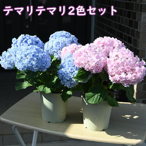 母の日プレゼントに2026年5月開花 八重咲きアジサイ テマリテマリ 2色セット ブルー ピンク 紫陽花 鉢花 あじさい 開花株アジサイ（紫陽花・あじさい）てまりてまり ブルー ピンク