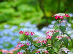 プレゼントにアジサイの贈り物　山アジサイ 紅【ギフト】今期開花終了しており、剪定した状態でのお届けになります