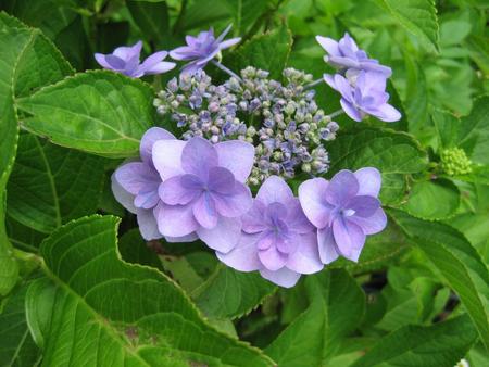 楽天市場 アジサイ 紫陽花の中苗 城ヶ崎アジサイ 19年開花終了剪定後の状態でお届けとなります 園芸百貨店何でも揃うこぼんさい