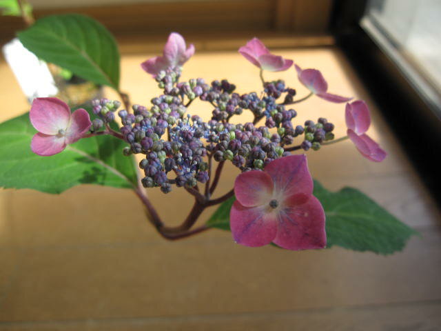 剪定した状態でのお届けとなりますヤ...