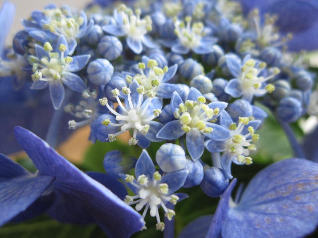 剪定した状態でのお届けとなります　2024年5月開花紫陽花アジサイ ブルースカイ　