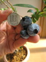 ブルーベリー　苗　チャンドラー　高さ　70センチ前後 ブルーベリー（blueberry）は、北アメリカ大陸東岸に自生している野生種から改良された小果樹で歴史も浅く「20世紀の果物」と呼ばれています。 アメリカやカナダなど世界中に150種以上あるといわれており、 日本では主にハイブッシュブルーベリーとラビットアイブルーベリーという2種類が栽培され ています。 完熟した果実には豊富なポリフェノール類が含まれており、 その栄養成分のひとつであるアントシアニンは視力回復や抗酸化作用があります。 また、 生活習慣病予防やアンチエイジング効果に関する研究成果が発表されています。 ミネラルやビタミン類も多く含まれており栄養価が非常に高い果実で注目されて います。 栽培は、とても丈夫で病害虫にも強く、無農薬栽培も可能です。花も実も紅葉も楽しめ、季節が移っていく度に表情を変えます。 鉢でも庭でも育てやす く、家庭果樹で最も人気があります。 ブルーベリーは、大きく分類すると野生種、栽培種にわかれます。栽培種の中で日本で栽培されている主な2系統が、ラビットアイ系、ハイブッシュ系でそれぞれの特徴は次のようになります。 ラビットアイ系→温暖地向き（関東地方南部より西）、耐寒温度-10℃、乾燥に強い、酸度pH4.3〜5.5、樹勢が強く大きく育つ。自家結実性が弱い。 ハイブッシュ系→寒冷地向き（関東地方北部から北）、耐寒温度-30℃、乾燥に弱い、酸度pH4.3〜4.8、樹勢は普通コンパクトに育つ。自家結実性がある。 いずれも実つきをよくするために同系統の開花期の近い2品種を選ぶと良いでしょう。栽培地に関しては北海道を省けば系統は特にこだわらなくても大丈夫です。果実の大きさの目安は、大粒18mm、中粒15mm〜18mm、小粒15mmに分かれます。 鉢植えのチャンドラーブルーベリーはハイブッシュ系→寒冷地向きです　実は超大粒。ブルーベリーの最大果品種。500円玉サイズです。甘みが多い。収穫期間が長く とても　おすすめです ブルーベリーの育て方 日当たりの良い戸外で管理します。生育適温は12℃〜25℃で涼しい場所を好みます。 夏は西日があまり当たらない場所が良いでしょう。ブルーベリーの根は 吸水性が弱く過湿や乾燥に弱いので特に夏の乾燥に注意しましょう。 乾燥防止に藁やバークチップをマルチングすると良いでしょう。冬は低温に長 時間あたらないと翌年に開花しないことがあります。 室内に取り込まず一年中戸外で管理しましょう。生育が順調であれば毎年株元からシュートが伸びてきま す。 翌年そのシュートが育ち花芽が形成され次の年には開花結実します。 用土と肥料、水やり 水はけがよく肥沃な弱酸性の用土を好みます。専用のブルーベリー培養土が市販されてます。肥料は、骨粉入り油粕などの有機質肥 料を時期は3月、5月、10月に規定量よりやや少なめに与えます。速効性の肥料は成分が濃く根が傷みやすいので避けます。 ブルーベリー専用の肥料 が市販されています。水遣りは、土の表面が乾いたら鉢底から流れ出るまでたっぷりやります。 特に夏は乾燥しやすいので水切れに注意しますアントシアニンの効果　 薄暗いところで本を読んだり、テレビやパソコンの画面を長時間見続けると、目がチカチカしたり、視界がかすんでしまうことがあります。 これはロドプシンの再合成がうまくいかなくなったためにものが見えにくくなっているのです。　 従って、疲れ目の予防・改善にはロドプシンの再合成を正常に保つことがポイントになります。　　 アントシアニンは、ロドプシンの再合成を活性化させて、疲れ目の予防・改善、視力回復の作用があります。 その作用には即効性があって、アントシアニン摂取4時間後には視力回復が見られます。 ブルーベーリーの特徴は　 白い鈴のような可愛げのある花と新緑の爽やかな春。 実がゆっくり青色に色づく夏。 ブルベリーの実を食べて　自然の恵みを 味わってみるのも、いいですよ　