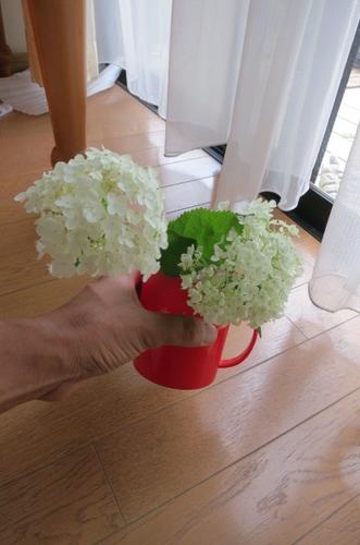楽天市場 剪定後でのお届けとなります アナベル苗切り花でも楽しめます21年6月開花アナベル苗5セットアナベル アジサイ お買い得アジサイ 大苗 5本セット 園芸百貨店何でも揃うこぼんさい 楽天市場 剪定後でのお届けとなります アナベル苗切り花でも楽しめます21年6月開花アナベル苗5セットアナベル アジサイ お買い得アジサイ 大苗 5本セット 園芸百貨店何でも揃うこぼんさい