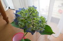 紫陽花アジサイは切り花でも長く綺麗に楽しめます。7月以降のお届けは、開花が終了しており、剪定後の状態でのお届けになります マリンブルー アジサイ 【紫陽花】大苗 アジサイ(4)