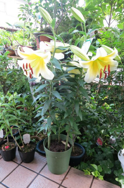 コンカドール　【ユリポットプラ鉢植え】　2014年の贈り物に幸せの黄色　　　お届けは蕾の状態です