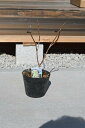 2025年4月~5月に開花八重柏葉アジサイ 【紫陽花の苗】八重柏葉アジサイ開花前の冬季のお届けは剪定2025年4月から5月に開花アジサイ柏葉アジサイハーモニー【八重柏葉紫陽花苗】紫陽花苗