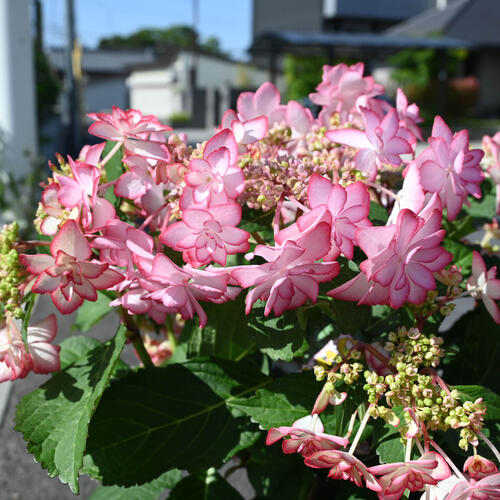 母の日ギフト母の日鉢花【2026年5月より発送...の紹介画像3