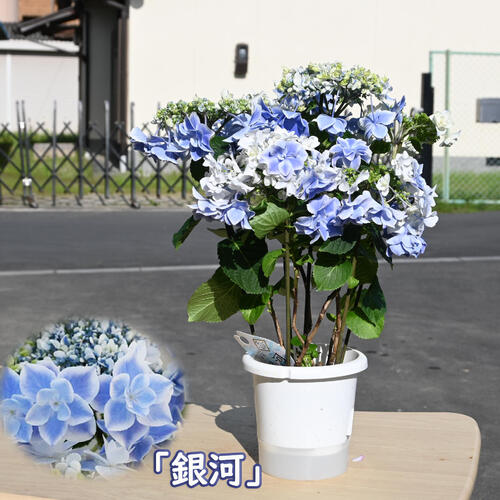 紫陽花 銀河 2024年5月開花 贈り物に 八重咲きアジサイ 銀河 ブルー 紫陽花 ギフト 鉢花 6月以降は剪定後でのお届け あじさい万華鏡の姉妹品種紫陽花・あじさい銀河ギンガブルー