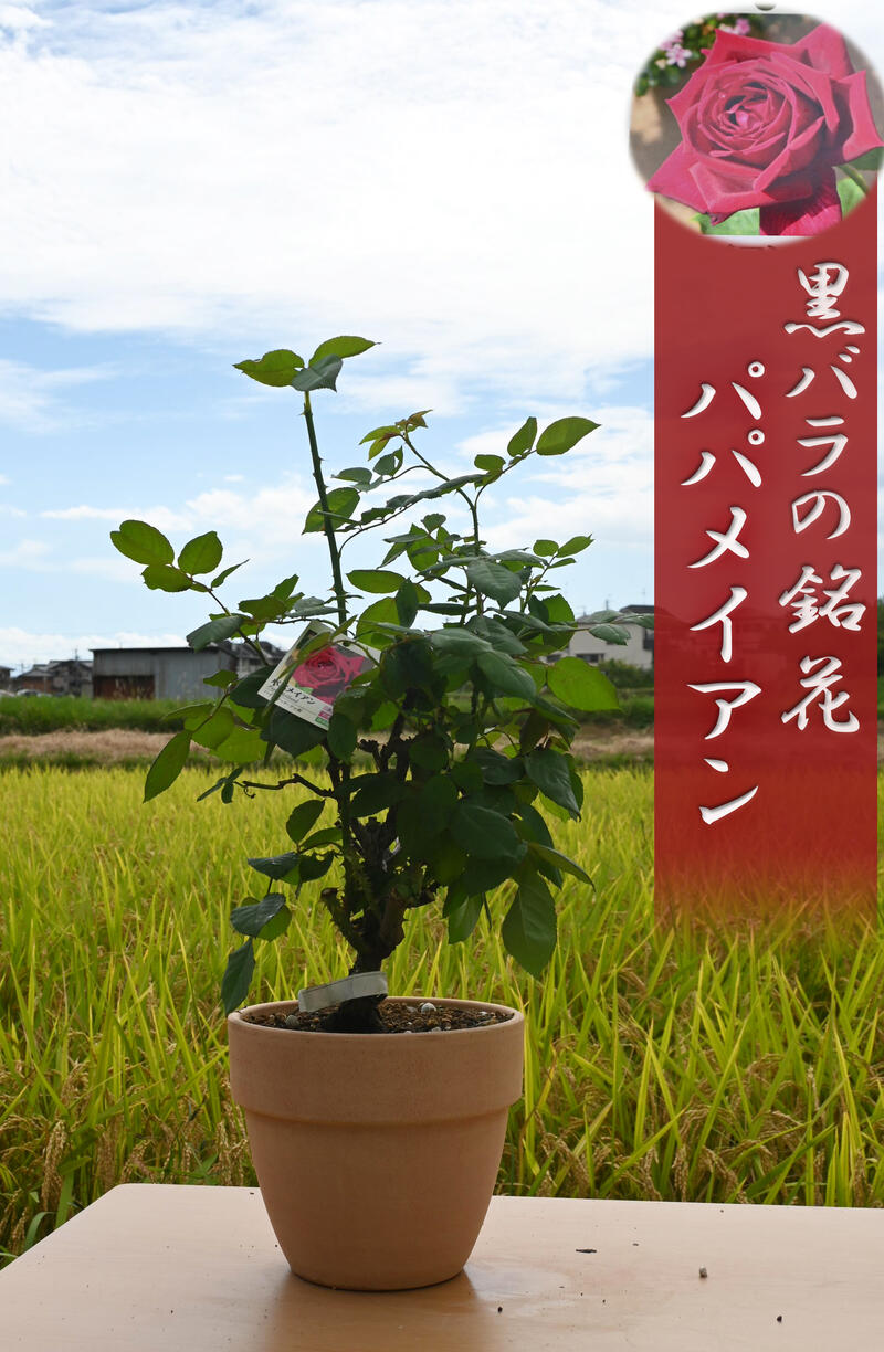 黒バラ銘花 パパメイアン 黒赤色大輪 ハイブリッド・ティ系 薔薇鉢植え バラ テラコッタ鉢入りのサムネイル