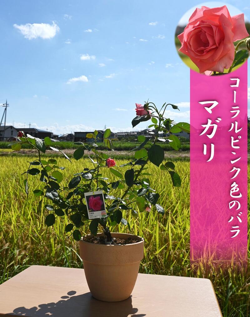 2021年10月開花コーラルピンク色バラ マガリ フロリバンダ系 ピンク色 薔薇鉢 バラ テラコッタ鉢入り バラから少しいい香りがします