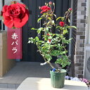 遅れてごめん母の日ギフト2025年母の日鉢花プレゼント2025年5月〜6月頃開花 母の日の贈り物に 赤バラ 苗 薔薇
