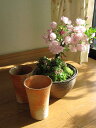 【2025年4月頃開花予定】自宅でお花見を楽しもう桜盆栽桜とこけもも 仲良く お花見盆栽 炎彩信楽コップ付き。