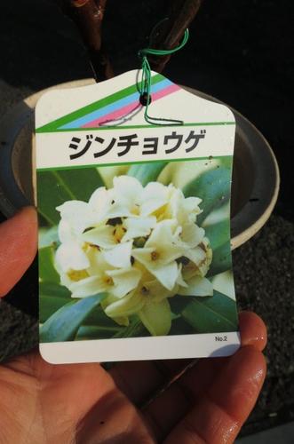 【2024年3月～4月　開花」】ジンチョウゲ白花沈丁花苗花の香りがいいかおりがします。　開花は毎年三月　自然の香水…