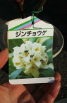 2023年3月〜4月に開花のジンチョウゲ白花沈丁花花の香りがいいかおりがします。　開花は毎年三月　自然の香水　沈丁花