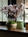 2025年母の日のプレゼントの桜のお花見5月に開花する桜盆栽ツインさくら盆栽盆栽:桜盆栽殿場桜信楽鉢入り 御殿場桜盆栽ちなみに海外でも BONSAI ボンサイ
