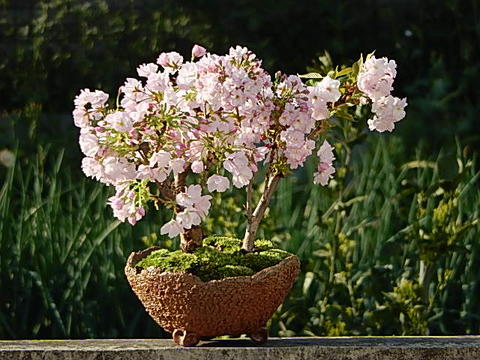 お誕生日のプレゼント鉢花に4月に自宅でお花見お祝いサクラ盆栽2024年開花八重桜盆栽【桜盆栽】桜の寄せ植え 盆栽の桜が楽しめます 