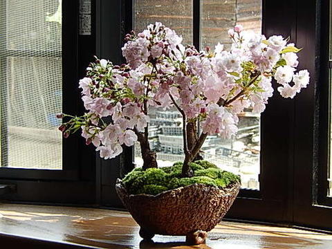 桜のお花見プレゼントお誕生日に4月中頃から下旬に咲くサクラの