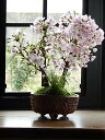 2021年4月開花八重ツイン盆栽桜盆栽信楽鉢入り 旭山桜盆栽育てて来年自宅でお花見が楽しめます