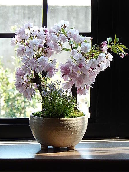 笑顔の花が咲く贈り物母の日プレゼントは笑顔の花咲くお花見サクラを ...