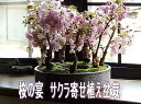 お祝いさくら盆栽　自宅で豪快にお花見を楽しむ桜盆栽【2024年4月頃開花予定】自宅でお花見を楽しもう八重桜　盆栽ミニ盆栽