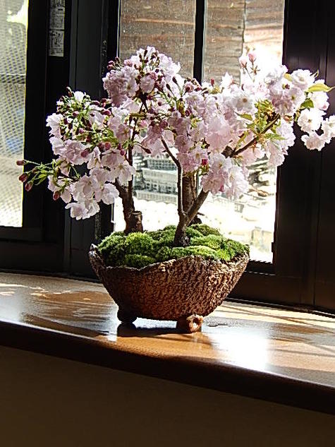 笑顔の花咲く桜を お誕生日に 5月中頃から下旬に自宅でサクラのお花見しよう　さくら盆栽で2024年桜の満開のお花見が楽しめる桜盆栽サクラ盆栽桜の盛り合わせお祝いの贈り物　桜　盆栽【お誕生日プレゼントに鉢植え桜】【さくら盆栽】盆栽