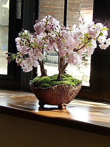 お祝い桜の盛り合わせ自宅でお花見桜 開花は毎年　4月中頃 桜の寄せ植...