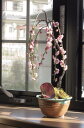 八重しだれ梅盆栽2023年2月〜3月に開花おすすめしだれ梅盆栽シダレウメ八重咲のピンク色と　香りの贈り物ミニしだれ梅盆栽　ちなみに海外でも　BONSAI ボンサイ