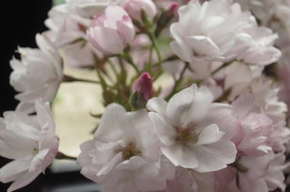 身近にさくらのお花見　桜盆栽でお祝い2024年4月に開花お祝い贈り物に桜盆栽　自宅でお花見4月頃に八重咲きピンクの桜が楽しめます 2