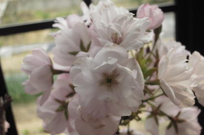 身近にさくらのお花見　桜盆栽でお祝い2024年4月に開花お祝い贈り物に桜盆栽　自宅でお花見4月頃に八重咲きピンクの桜が楽しめます 3