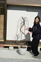 桜鉢植えシンボルツリーに2025年4月中頃頃開花予定おすすめの【八重しだれ桜鉢植え】【記念日の桜植樹】【お祝いに桜】風情のあるしだれ桜鉢植えシダレ桜 1.5m 自宅のシンボルツリーに 大きいしだれ桜おすすめの シダレ桜です【サクラ大】
