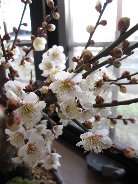 梅盆栽　　　白梅盆栽　盆栽梅　香りと花の贈り物一重の白花　冬至梅盆栽 2