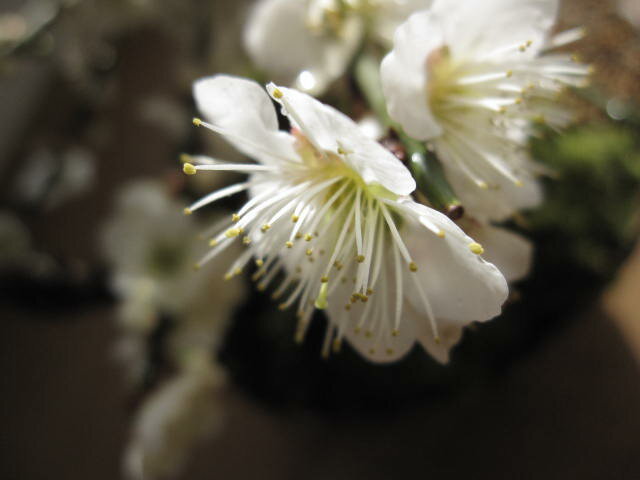 梅盆栽　　　白梅盆栽　盆栽梅　香りと花の贈り物一重の白花　冬至梅盆栽 3