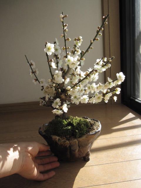 梅盆栽　　　白梅盆栽　盆栽梅　香りと花の贈り物一重の白花　冬至梅盆栽 1