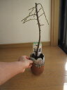 2025年開花のしだれ梅盆栽 二月の花 八重咲の白色と 香りの贈り物 ミニしだれ梅盆栽