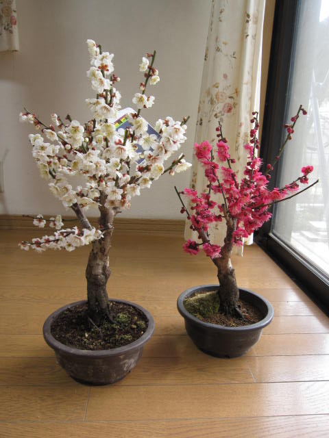 梅盆栽用2024年3月頃開花予定紅と白