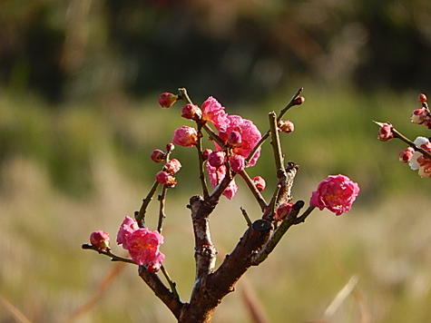 梅のお花と香りを楽しむ2025年2月頃に開花紅梅と白梅盆栽梅盆栽 紅白ウメ盆栽　梅紅白梅梅盆栽 【盆栽】信楽焼き入り紅と白梅盆栽