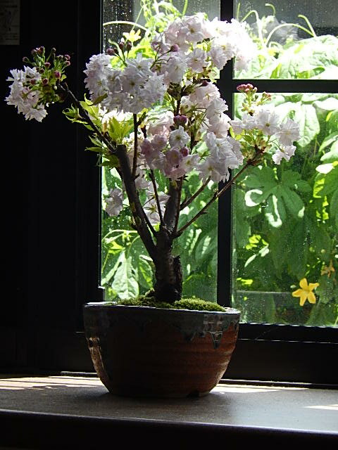 自宅でお花見さくら2021年4月に開花桜盆栽南殿桜盆栽 八重咲き南殿桜