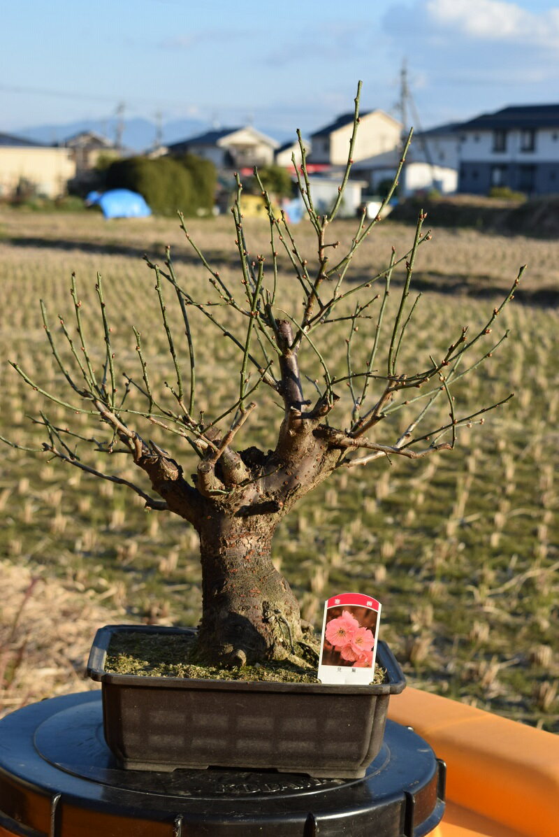 見驚梅本格梅盆栽花梅 寒梅