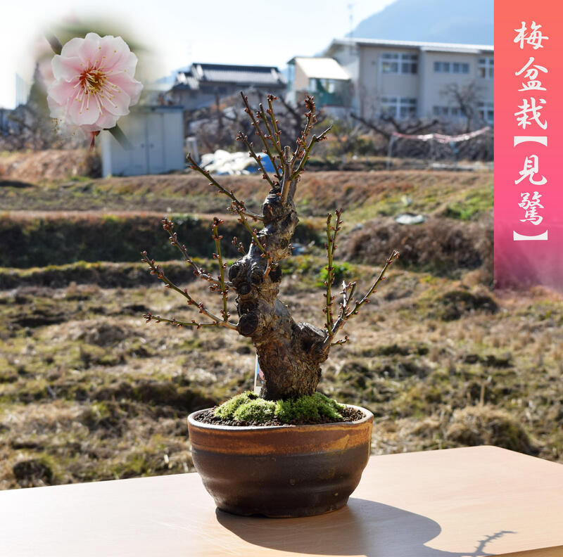 本格梅盆栽 見驚花梅 八重咲きピンク　2021年花芽有