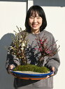 新年のお祝い飾りに2025年3月に開花お祝いの贈り物お誕生日に梅の花大紅白梅贈り物に大きい紅白寄せ植え梅盆栽お祝いの贈り物に 大紅白梅 お祝い梅盆栽 紅白寄せ植え梅盆栽 お祝い 梅盆栽 紅色と白色に咲く紅白梅盆栽