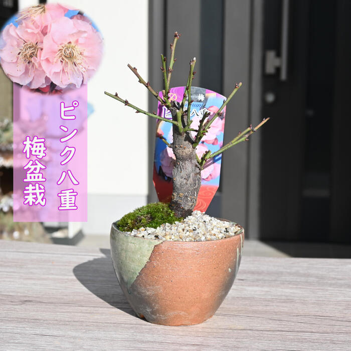 梅盆栽 八重咲き ピンク　花梅 2026年花芽有り