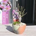 梅盆栽 日月 咲き分け 一重咲き 花梅 2025年花芽有り