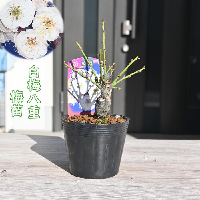 2026年花芽有り 梅苗 白梅　八重咲き ポット苗 花梅 鉢植盆栽向け　高さ15～20センチ前