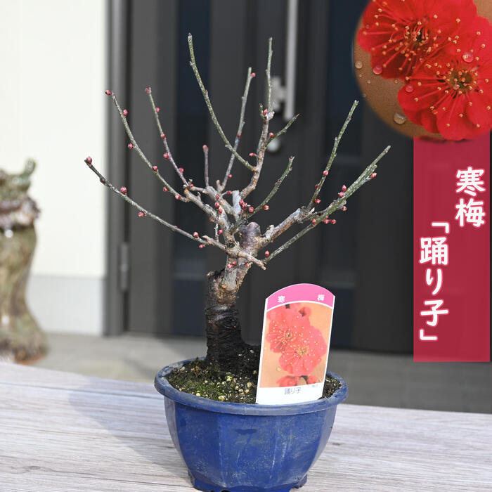 梅のお花の香りを楽しむ2025年2月から3月頃開花梅苗 寒梅 踊り子 八重咲き プラ鉢入り