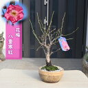 2024年3月開花 梅盆栽 寒梅 八重寒紅 八重咲き 野梅 早咲き 花梅