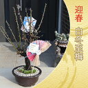 梅盆栽のお祝い梅2025年3月頃開花 新年の贈り物白梅 白冬至 盆栽用 プラスチック鉢入りお正月飾り付きでお届けしろうめ 自然の香水お誕生日プレゼントにウメの香り豪華 絢爛